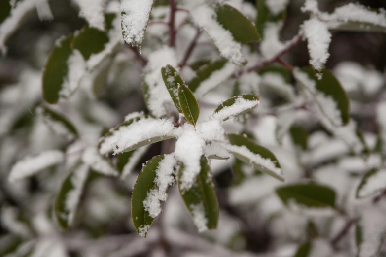 a bush covered in snow and frost