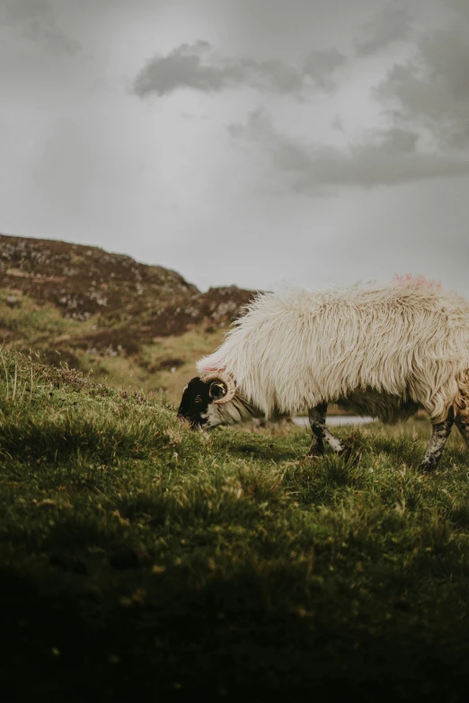 the two sheep are standing in the grass