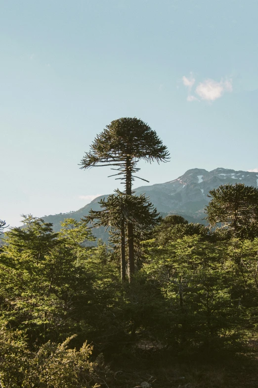 a tree in a forest with mountains in the background