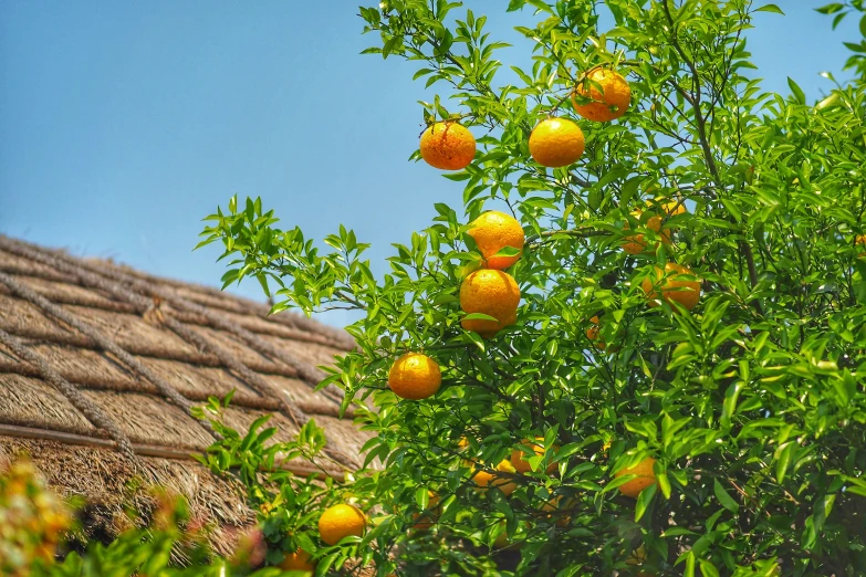 the orange tree has oranges on it in the sun