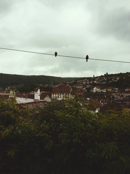 two birds perched on wires overlooking the city
