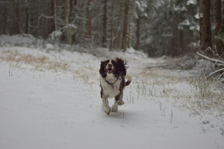 a dog runs through the snow in the woods