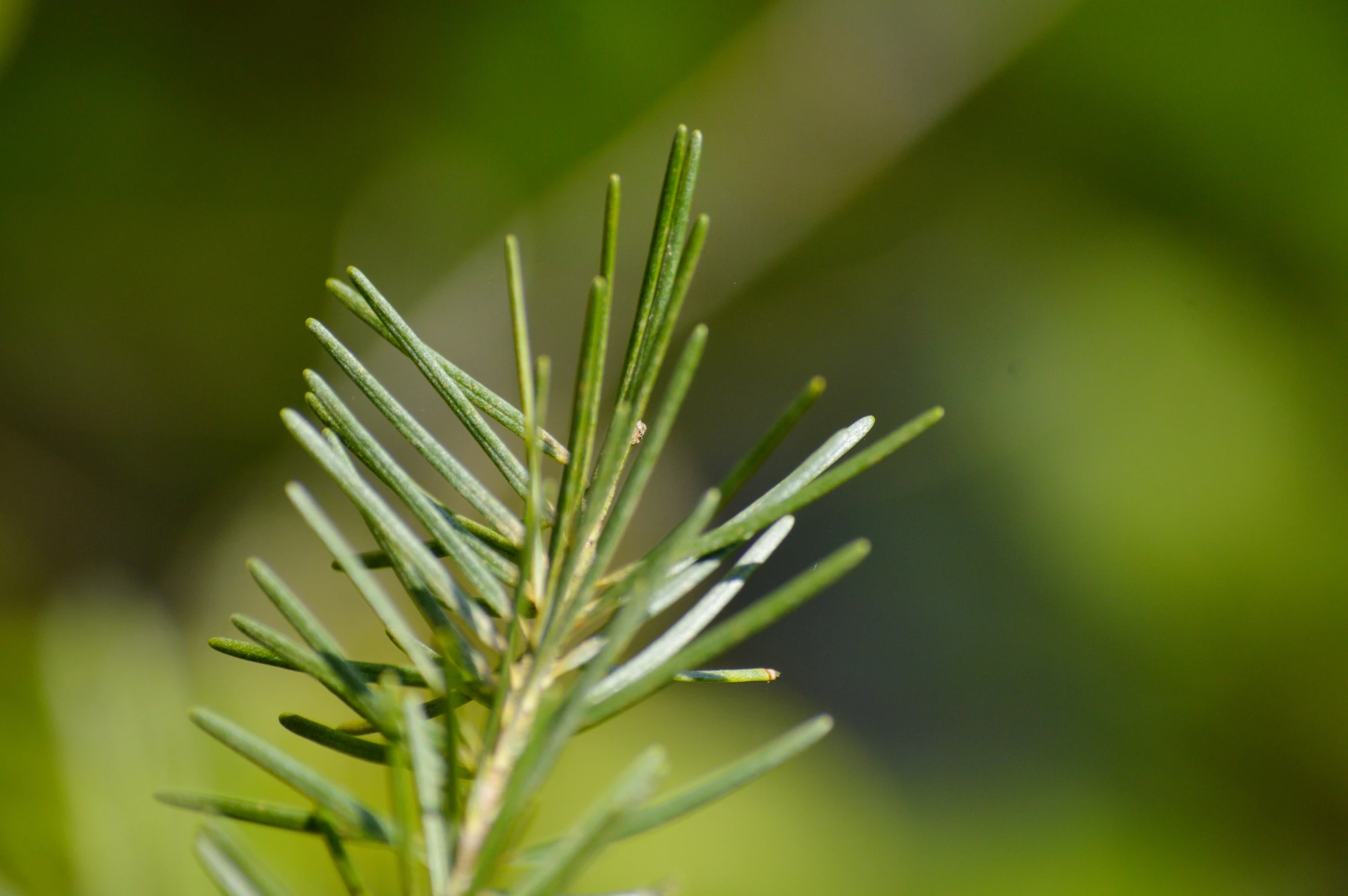 closeup of a green nch from a pine tree