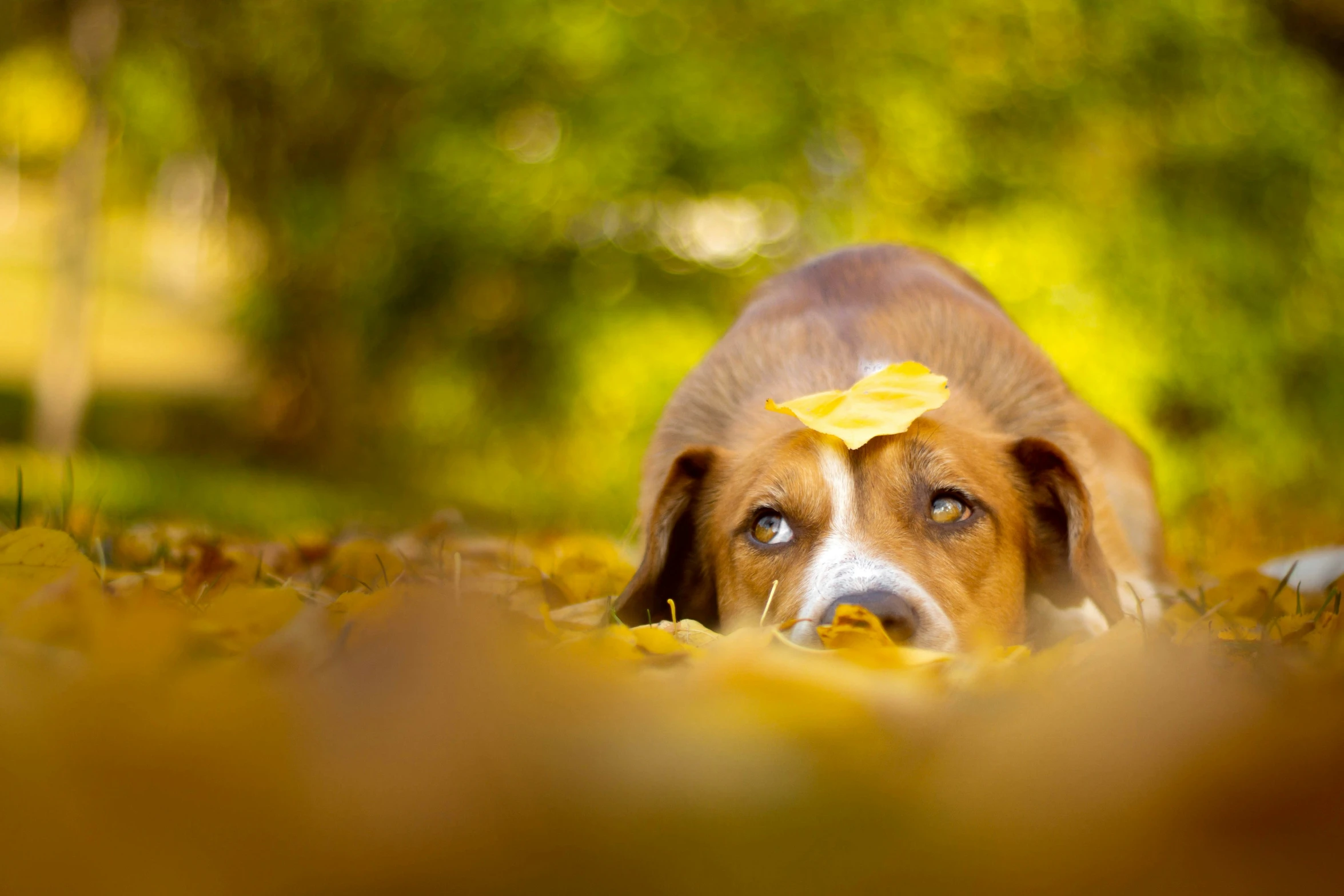 a dog is laying in leaves with a yellow bow on its head