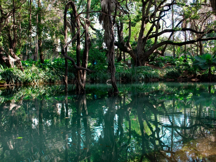 a river with trees and foliage surrounding it