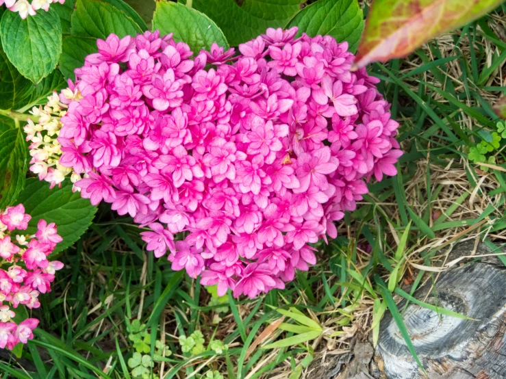 a pink heart shape in a green field