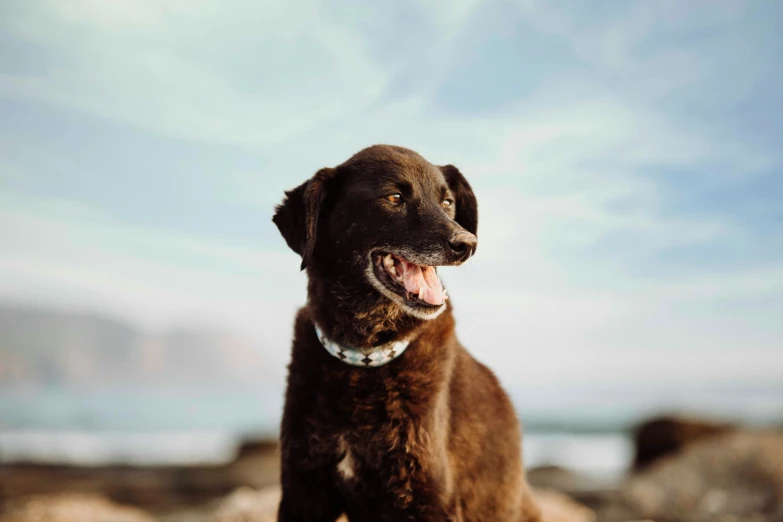 a dog with its tongue out standing near a body of water