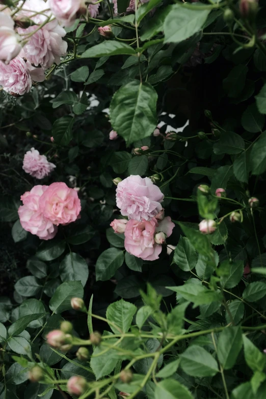 a bunch of pink flowers in some green leaves