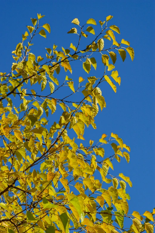 a green leafy tree is reaching up into the air