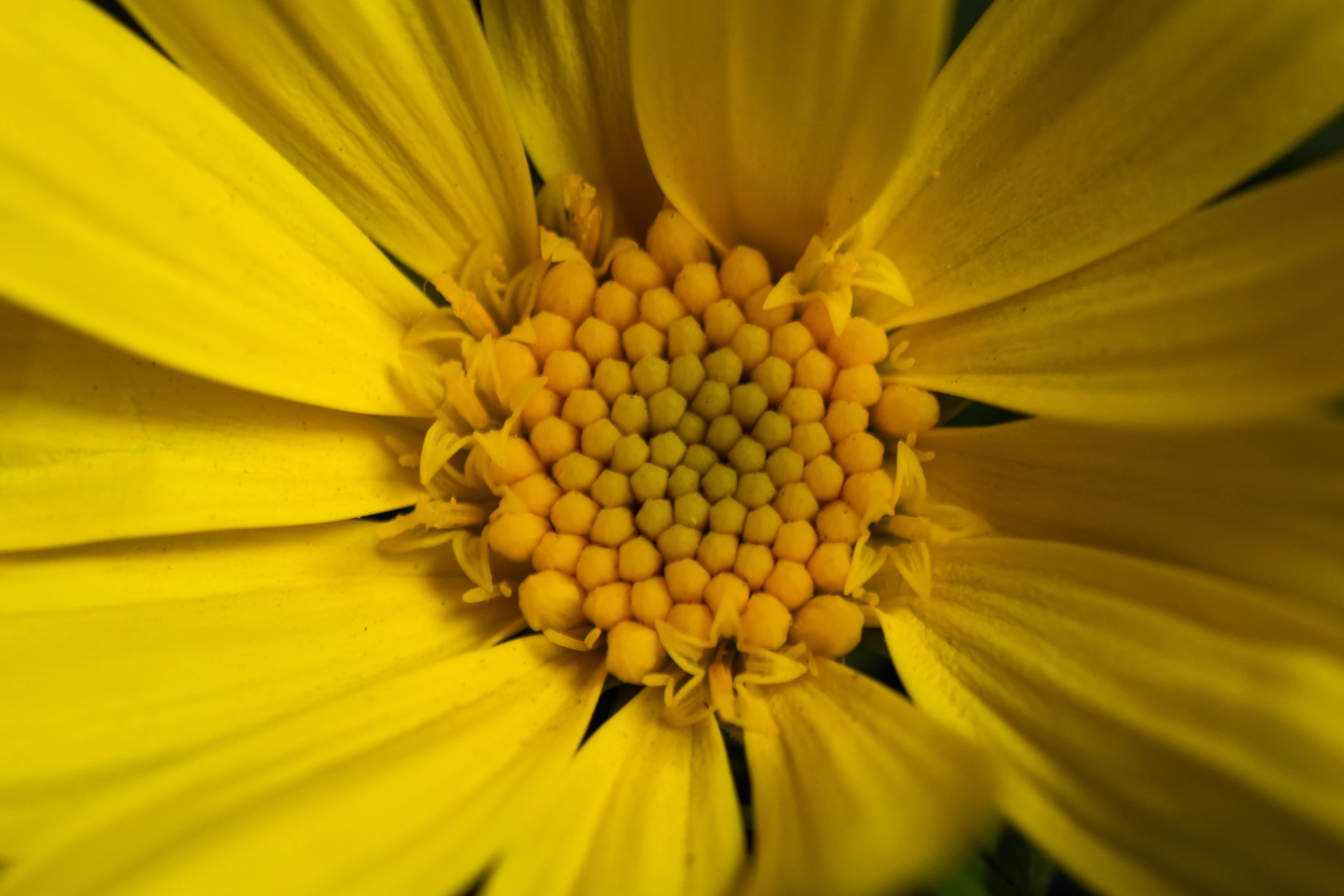 an odd looking flower is close up in color