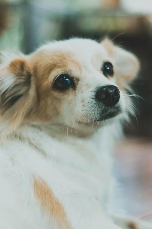 a brown and white dog with very large eyes