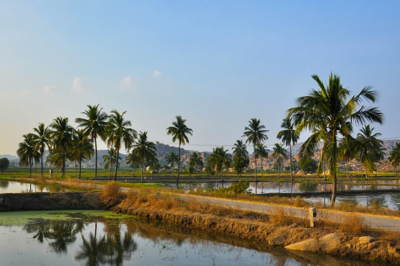 palm trees are growing along the river bank