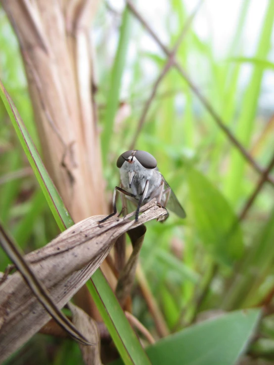 a small gray bird perched on top of a twig