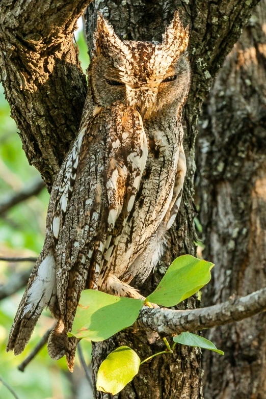 an owl in a tree with a green plant growing out of it