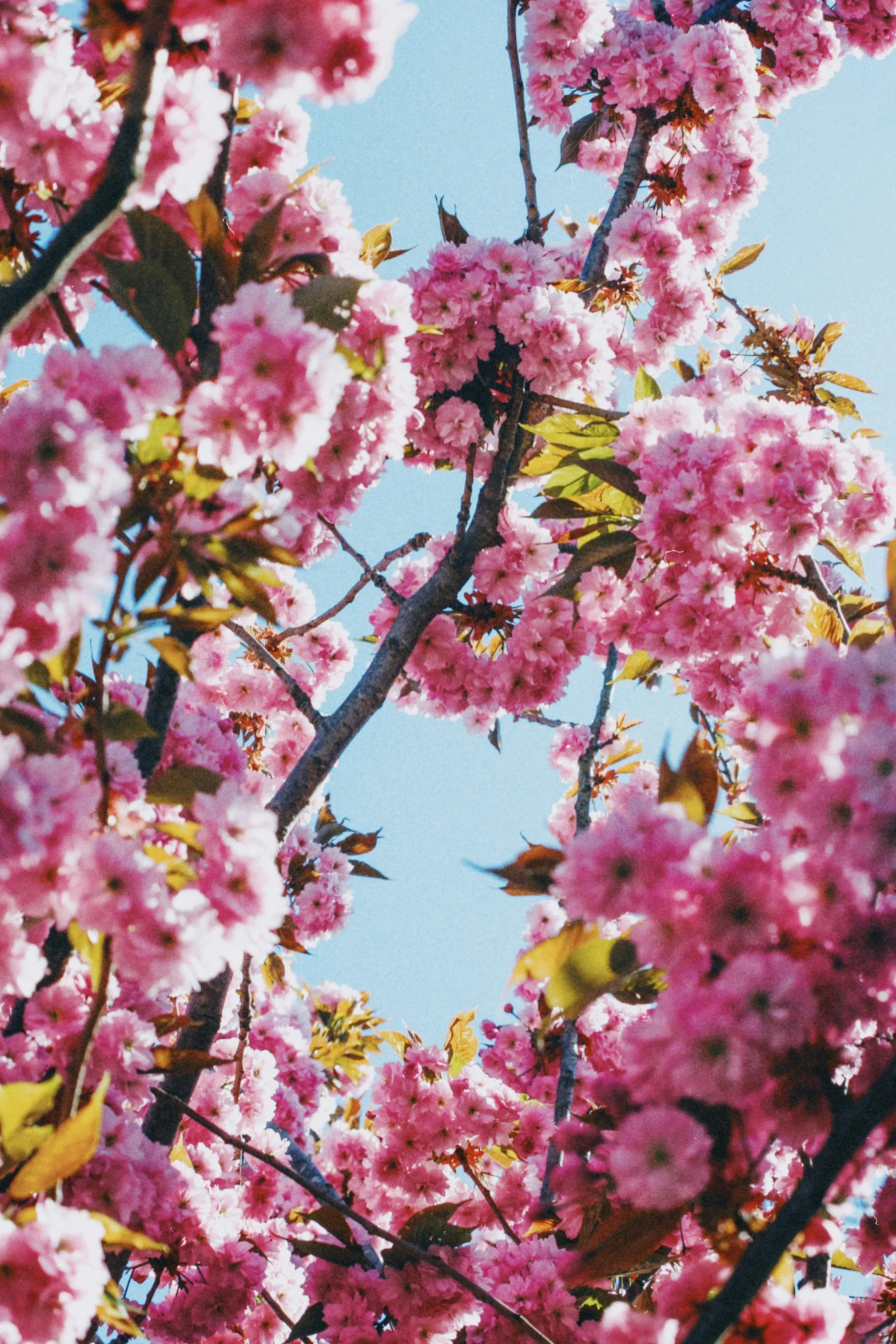 a beautiful view of a cherry tree in full bloom