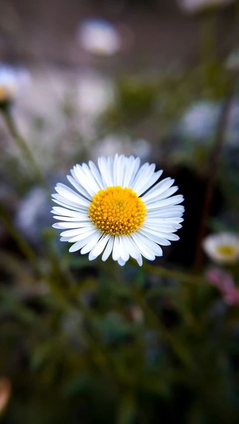 a white flower with a yellow center stands out among the others