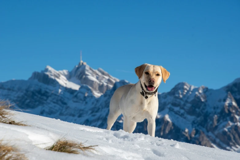 a dog standing in the snow with a mountain backdrop
