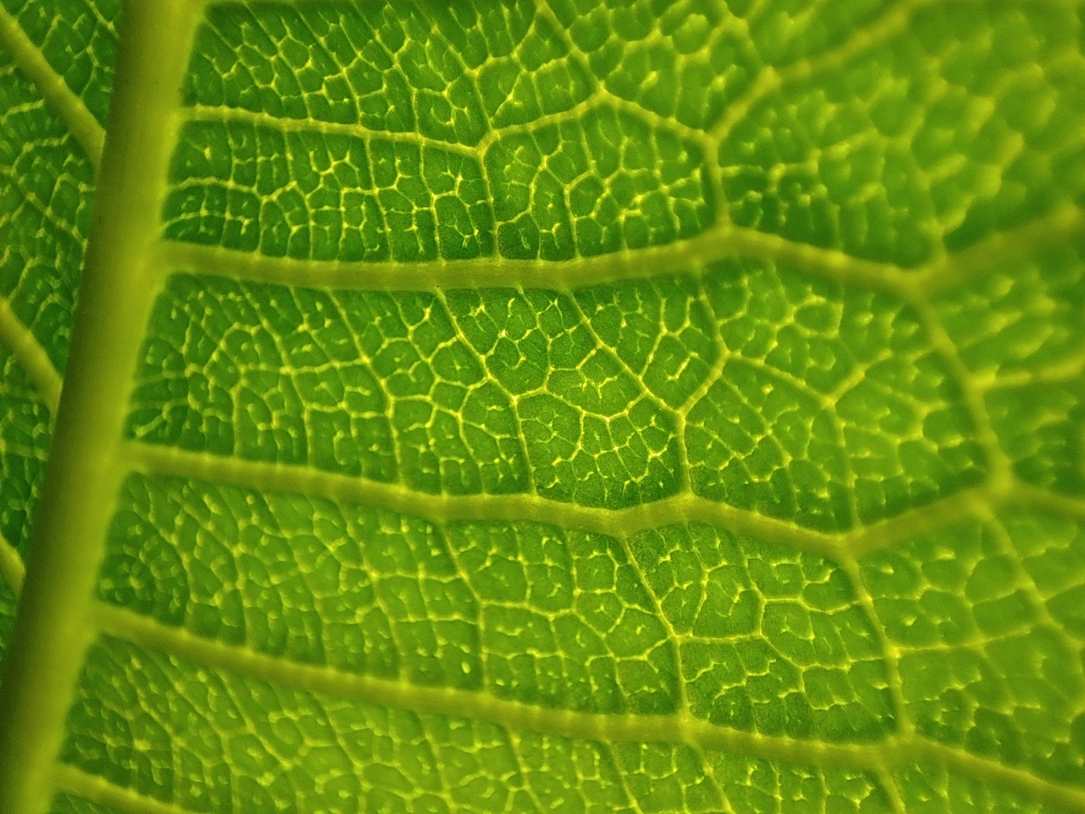 the structure of a green leaf that is growing