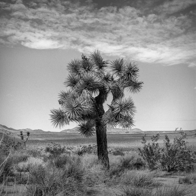a lone desert pine tree is pographed in the middle of a plain