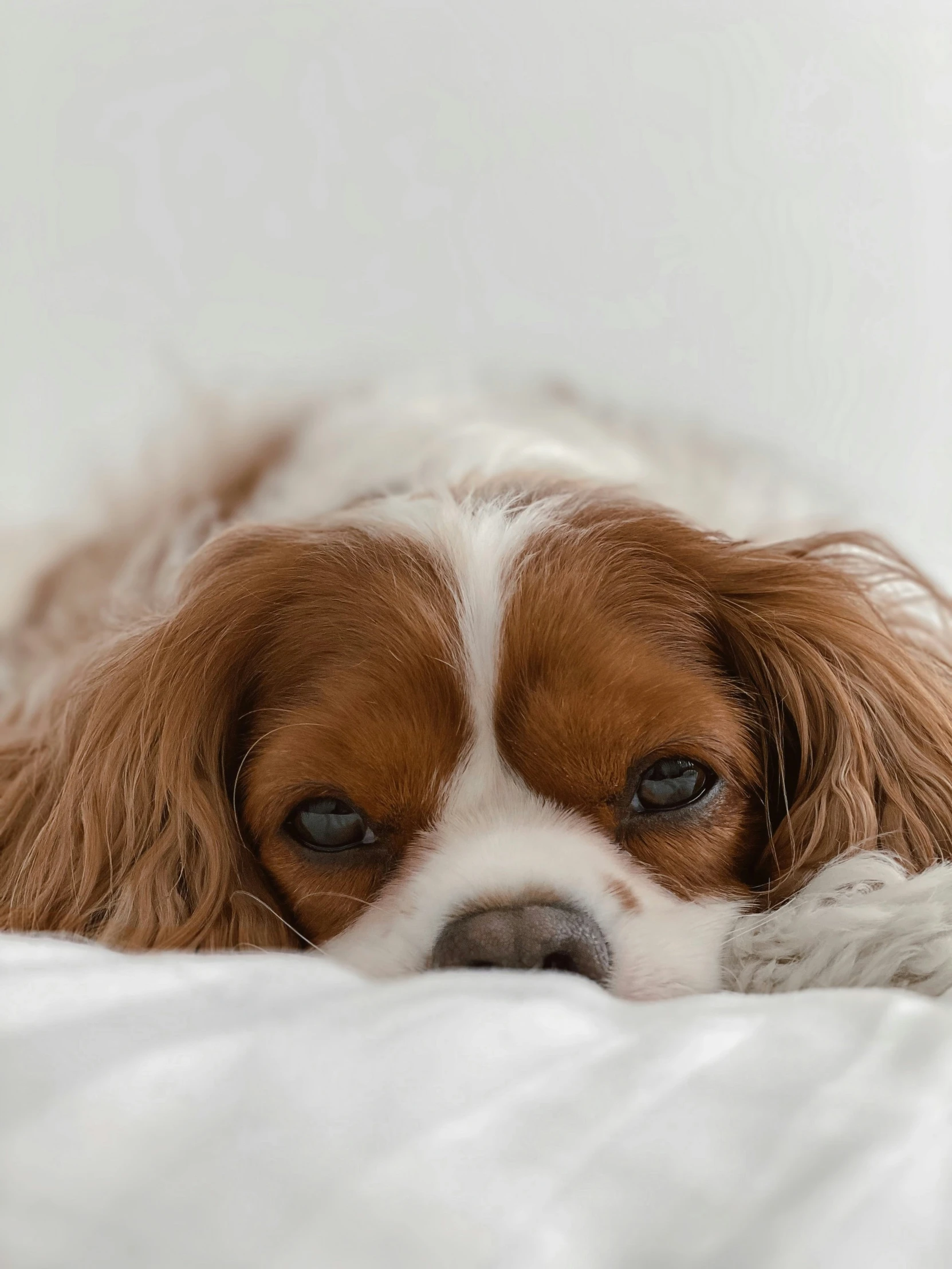 a brown and white dog is laying on the bed