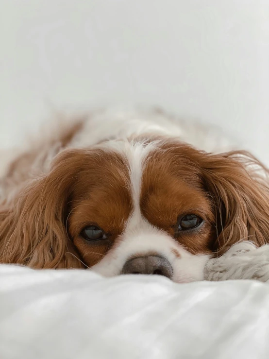 a brown and white dog is laying on the bed