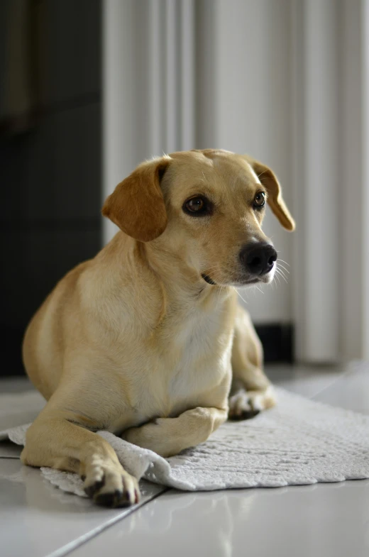 a dog sitting on a bathroom floor on a mat