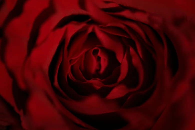 a red rose with its petals turned toward the camera