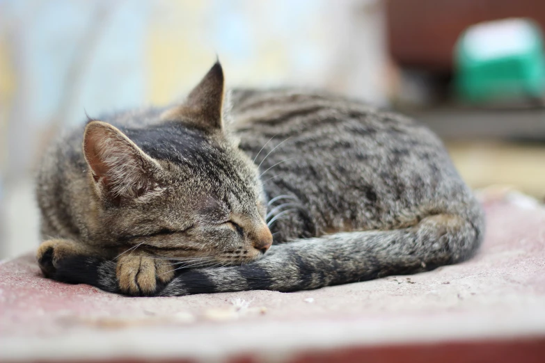 a striped cat is sleeping and laying down
