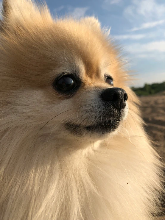 a furry dog looking at the camera on the beach
