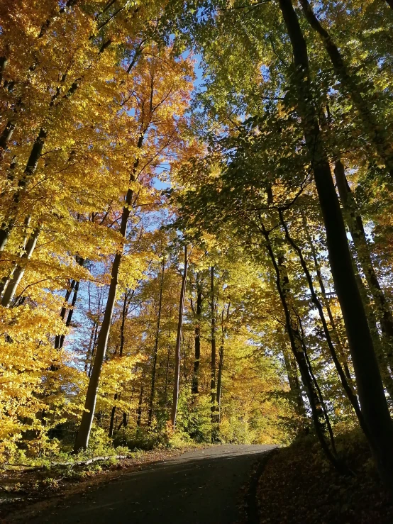 a leaf filled road surrounded by yellow and green trees