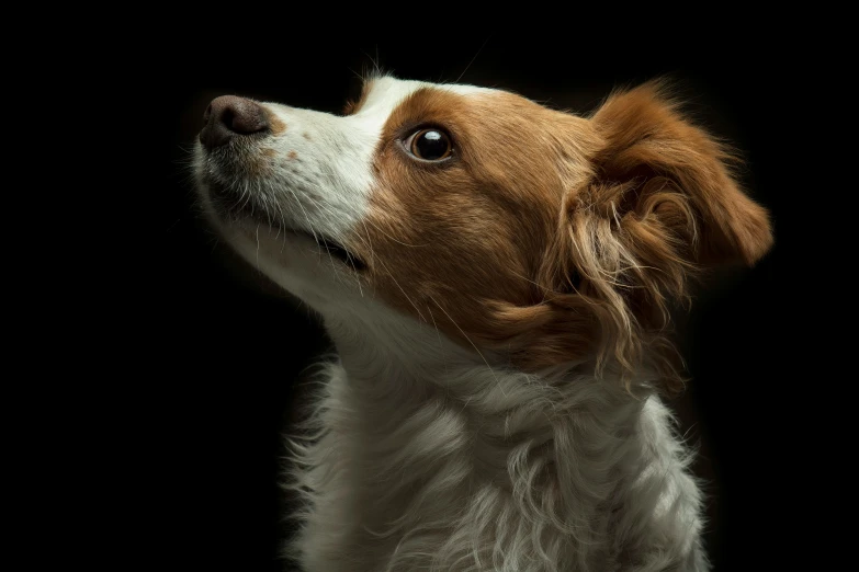 a close up of a brown and white dog on a black background