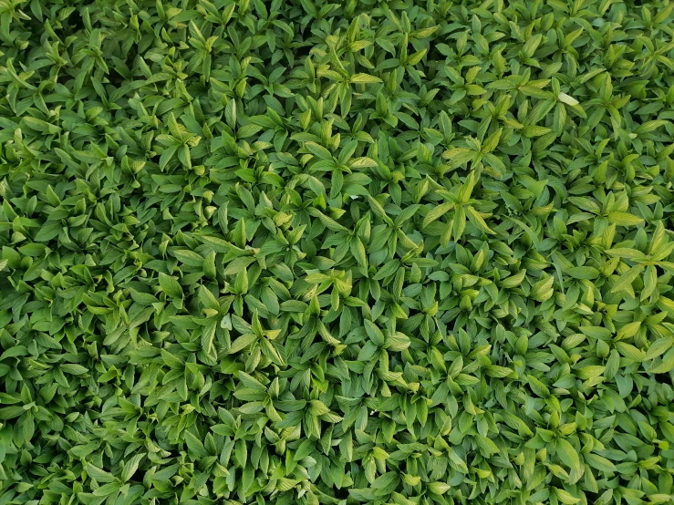 top view of a grass field with green leaves