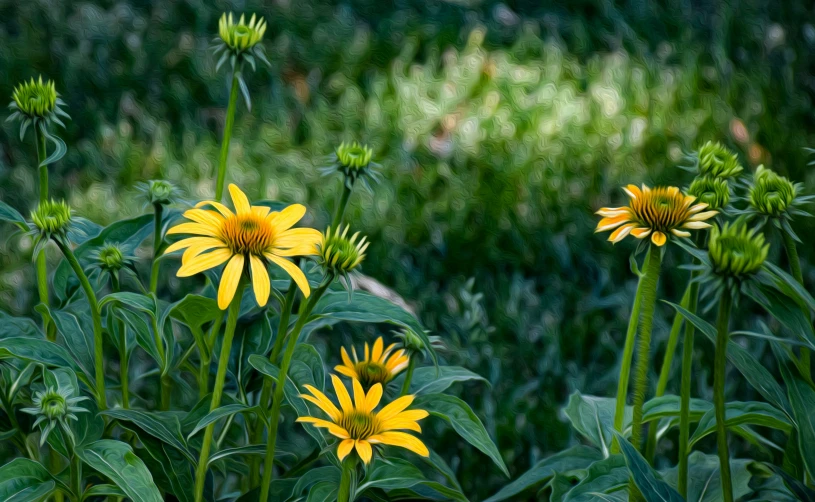 flowers growing out of a patch of green grass