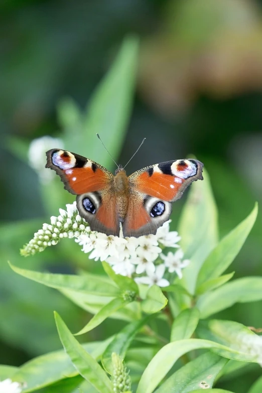 a brown erfly with large blue eyes sitting on a white flower