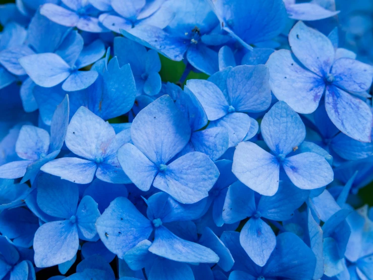 some blue flowers with tiny petals in the foreground