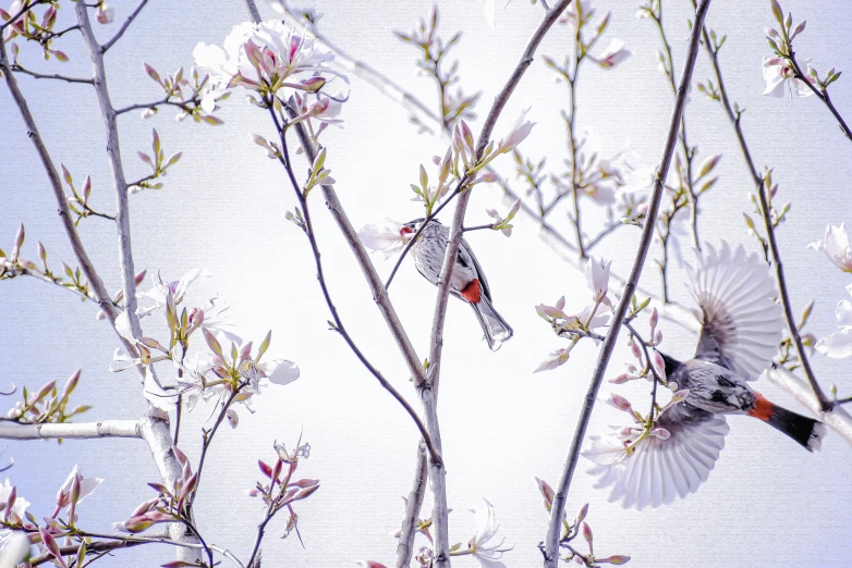 a flock of birds flying near a tree