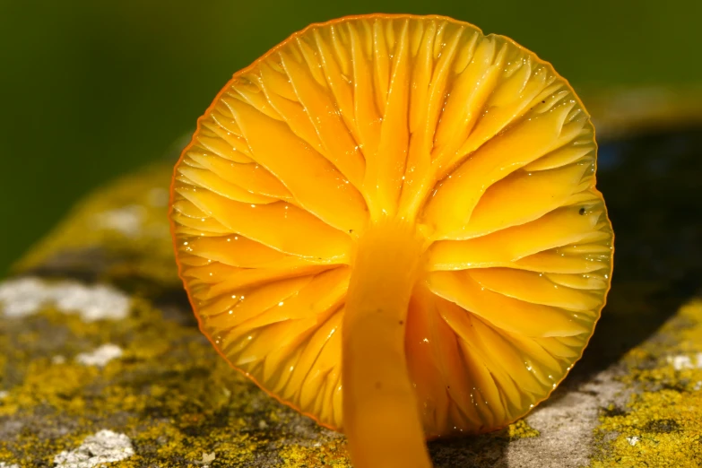 the yellow and black mushrooms are sitting on top of green rocks