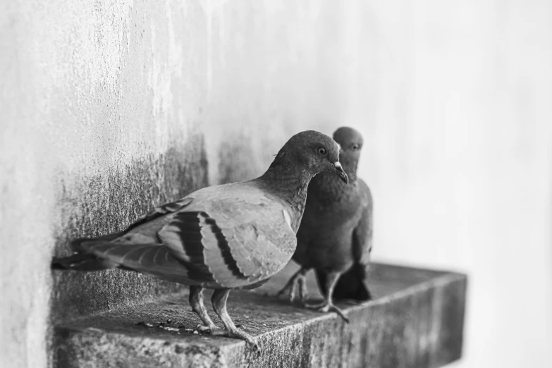 two pigeons perched on the edge of a building