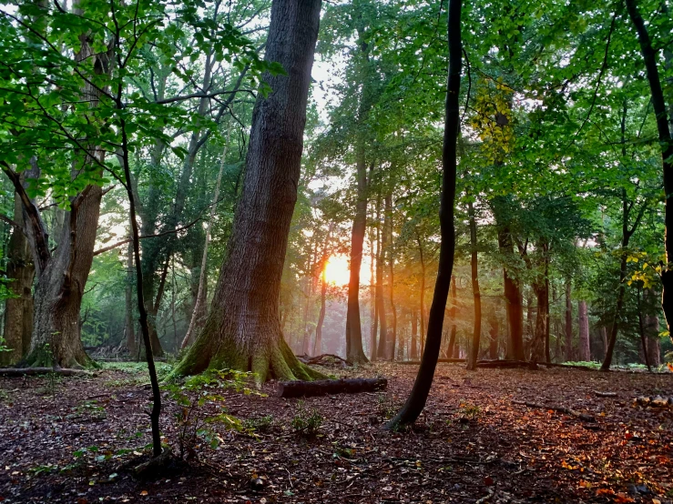 the sun peeking through the trees in a forested area