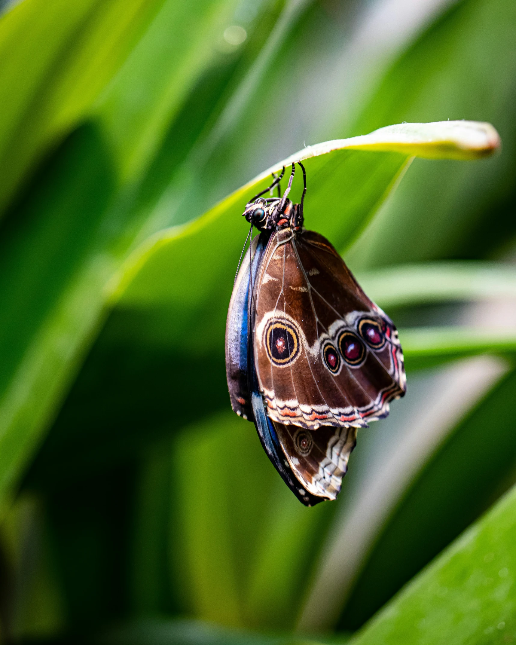 a erfly with two red eyes on it's body sitting on some leaves