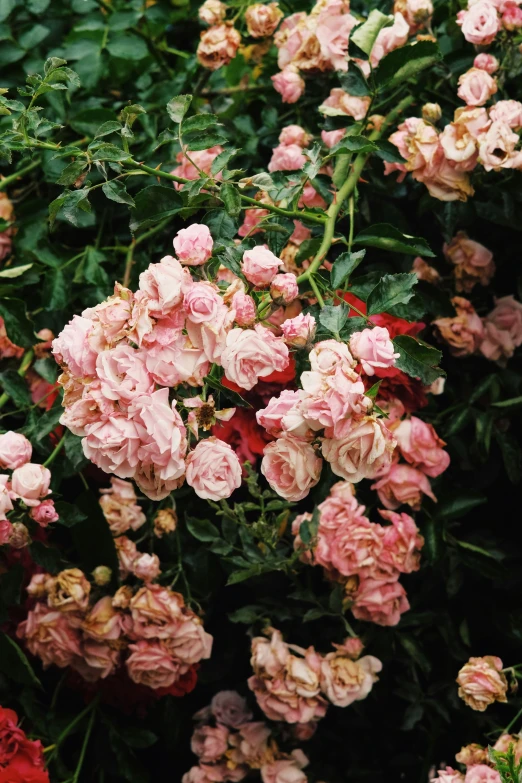 a group of pink and red flowers surrounded by green leaves