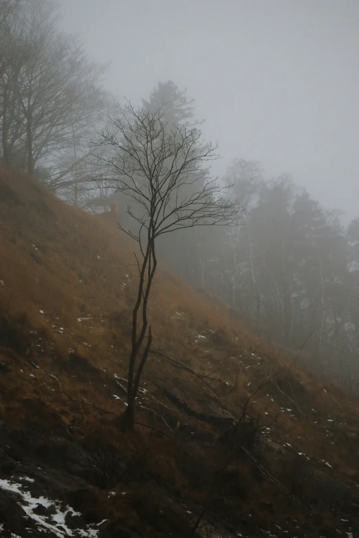 this tree in a field is silhouetted against a foggy hillside