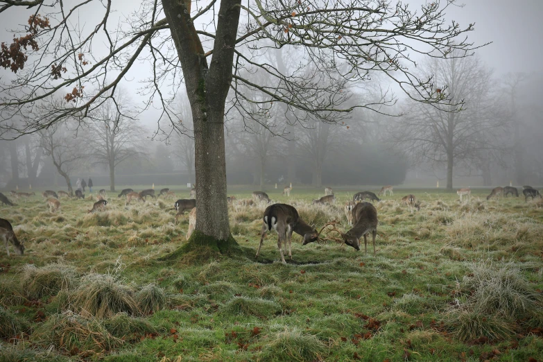 the deer are grazing in the grass next to the trees