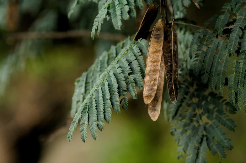 a leaf that is hanging from the tree