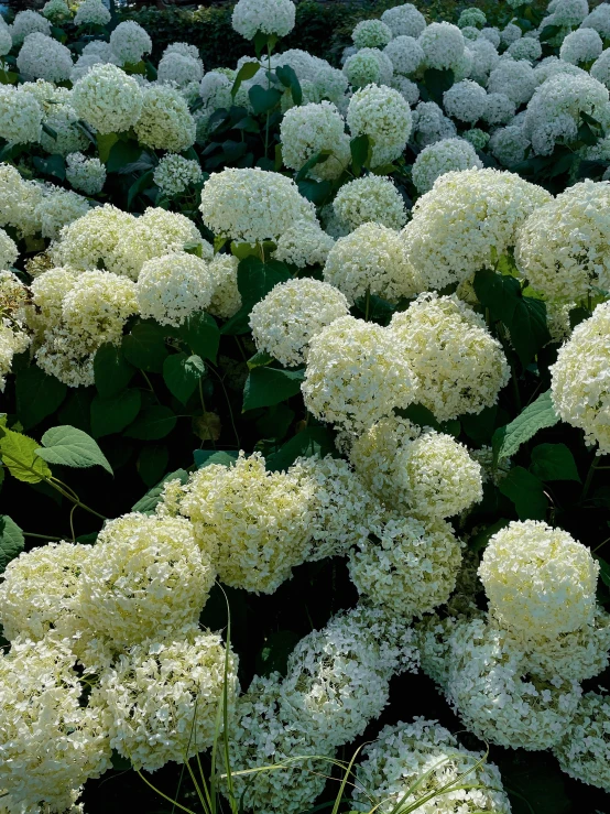 a cluster of white flowers stand out in a field