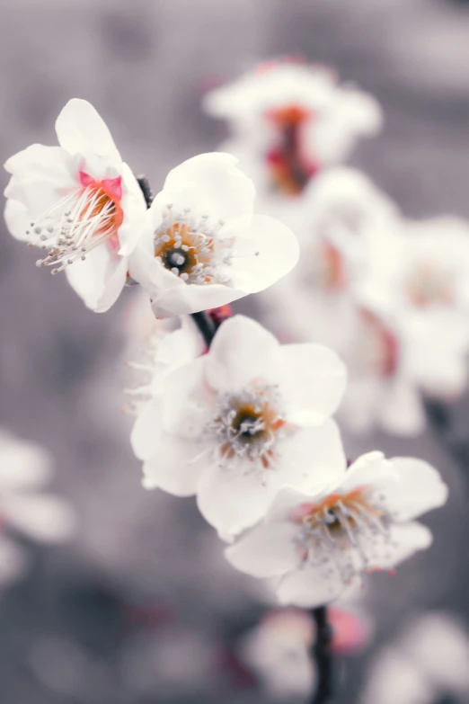 a close up of white flowers on the nches