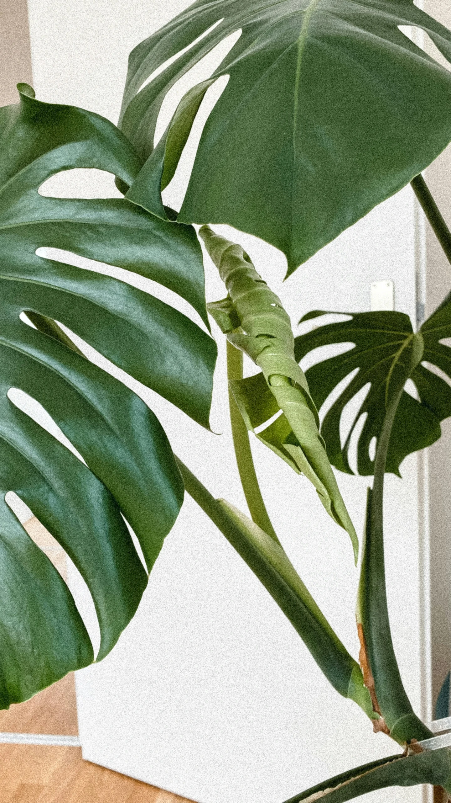 a plant with a large green leaf next to it