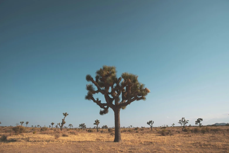 an image of a cactus tree in the desert