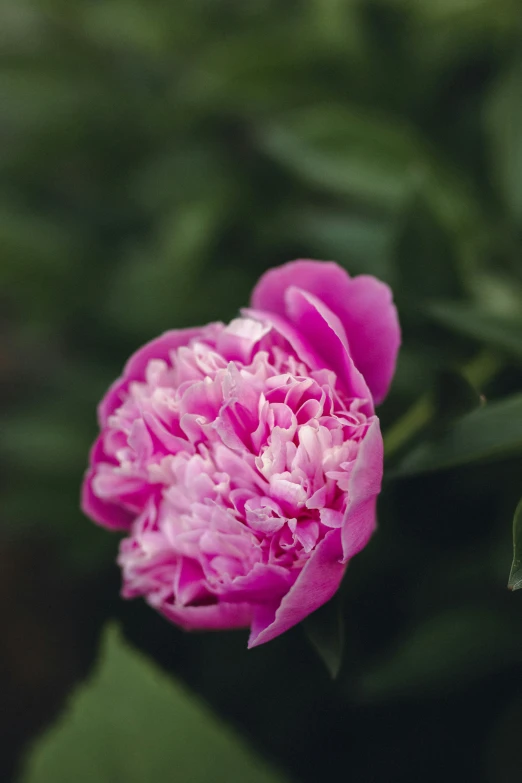 pink peoni flower blooming in the middle of green leaves