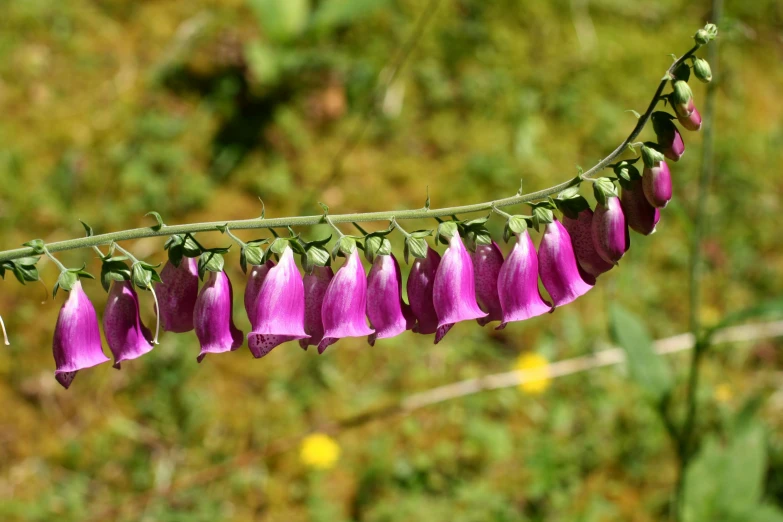 an open purple flower growing on a plant outside